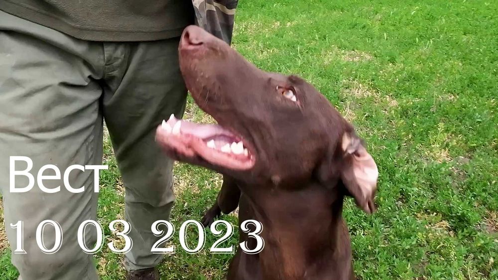 Профессионально, качественно подготовленные собаки для охоты.