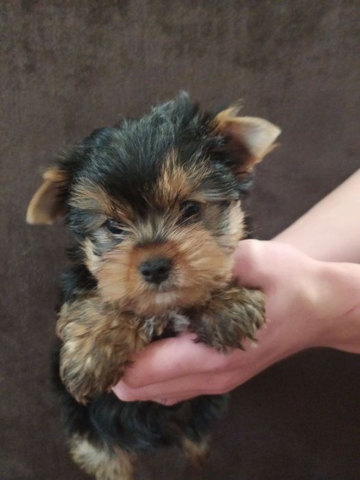 Мини мальчик йорк!