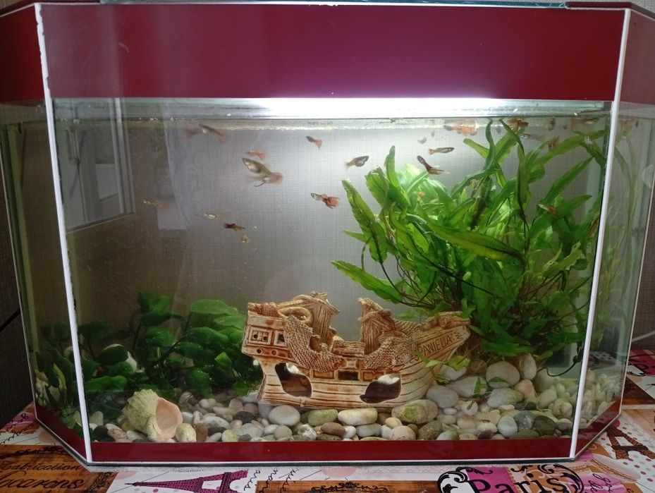 Продам аквариум с рыбками.
