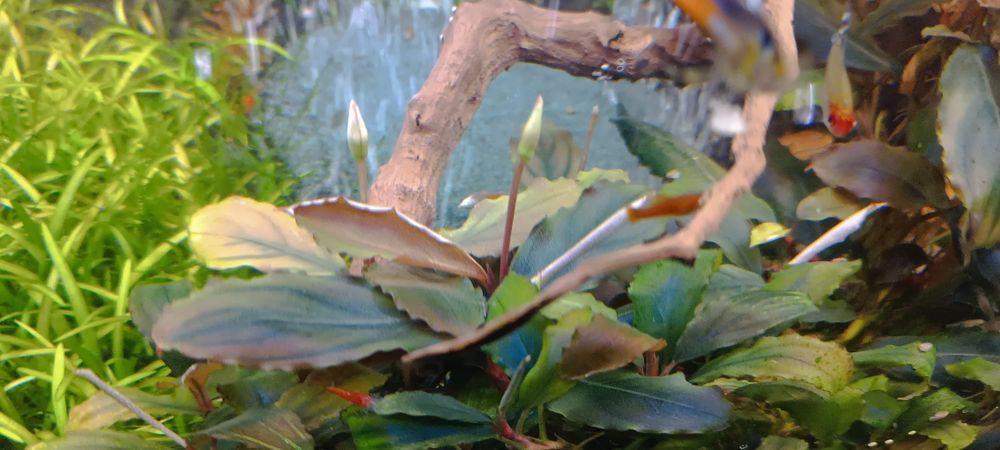 Bucephalandra Shine Blue, przepiękna, kwitnąca, zdrowa