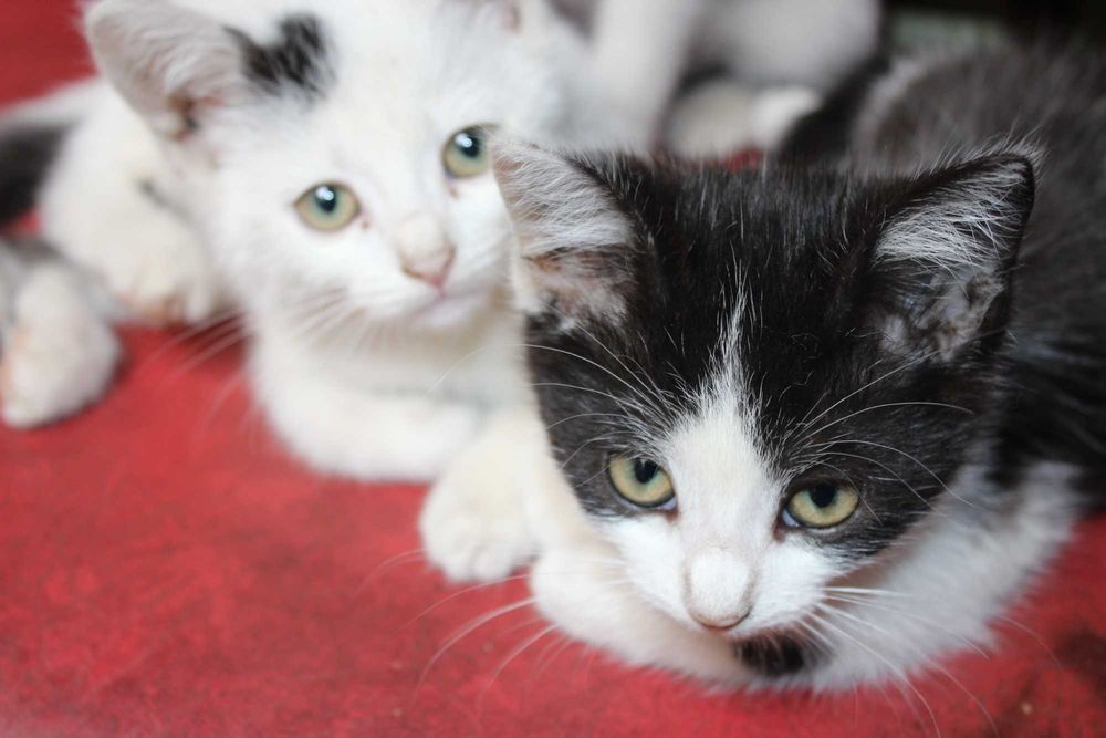 Кошенята у добрі руки