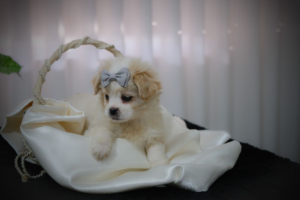 Bebés à procura de família