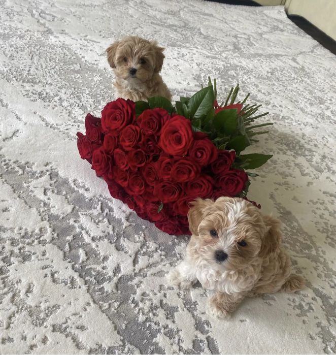 Мальтипушки на подарунок