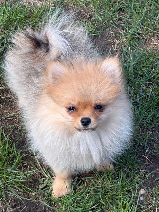 Suczka Szpic miniaturowy Pomeranian FCI