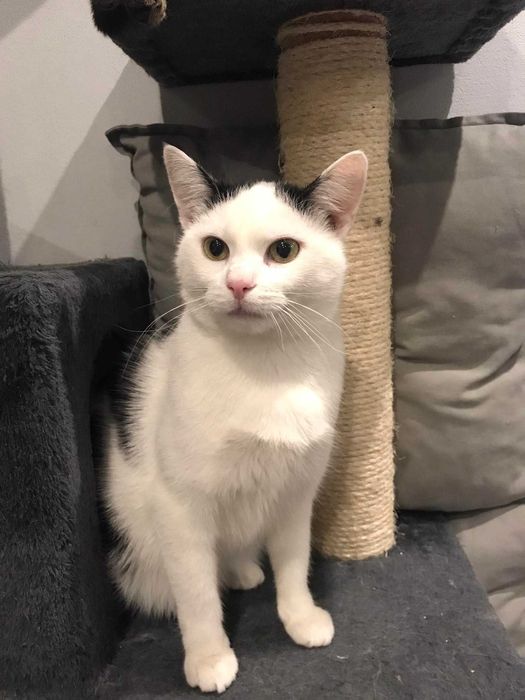 Kotka Czesia szuka cudownego domku