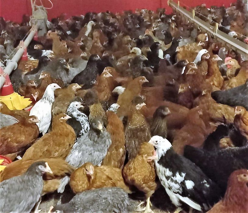 Kury nioski,wszystkie kolory+czubatki,tęczówki,green shell