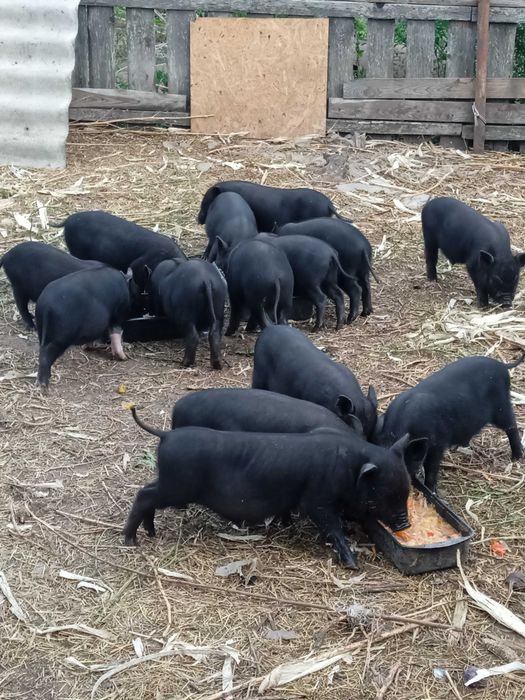 Продам вьетнамських поросят