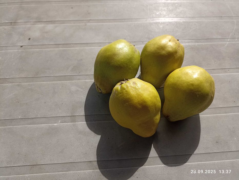 Pigwa - owoce - uprawa bez środków chemicznych