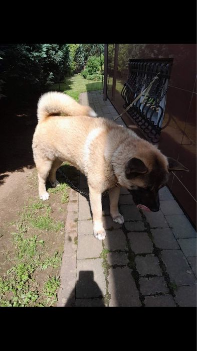 Собака породи Американська Акіта