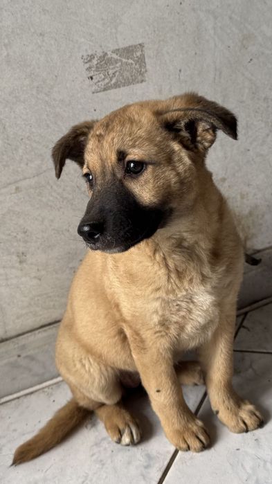 Cachorro para adoptar