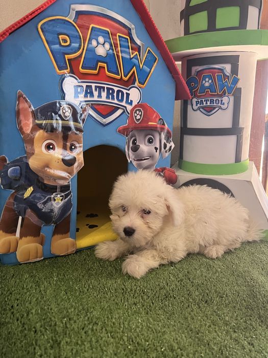 Bichon maltes super top femea olhos azuis