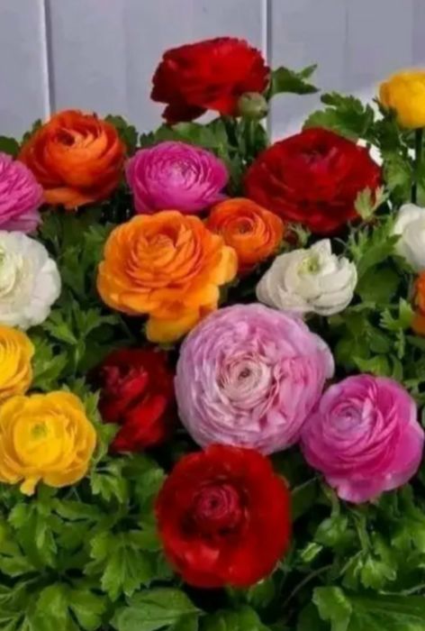 Продам ранунклюси лютики