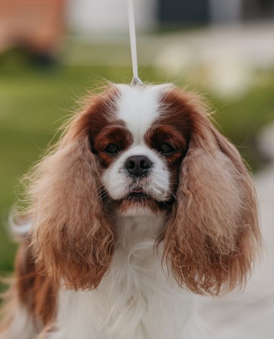 Кобель Кавалер Кінг Чарльз Спаніель для в'язки