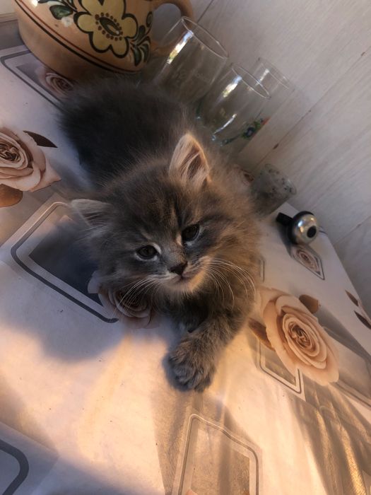 Віддам в добрі руки кошенят