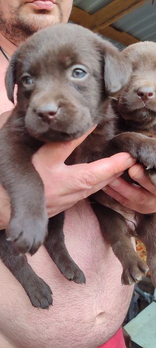 Шоколадні лабродітки