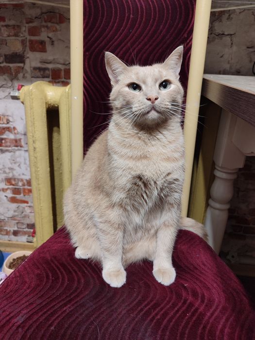 Продам котика рыжий