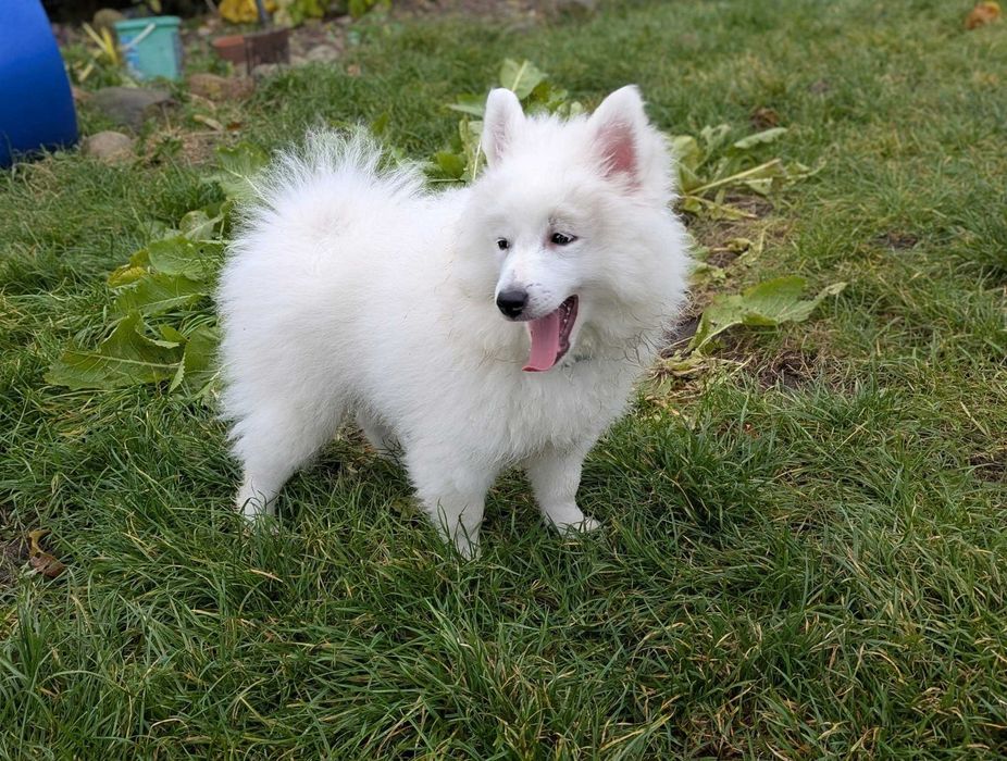 Szpic niemiecki duży BIAŁY, jedyny taki w Polsce!