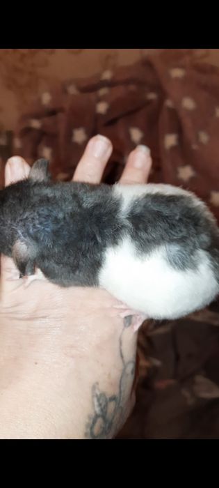 Крыса Рекс дамбо голубой