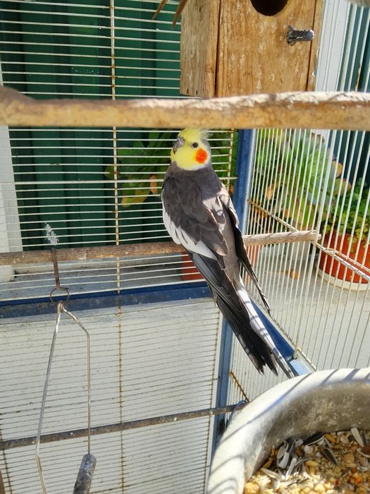 Caturras com 8 meses para venda ou troca  ring neck