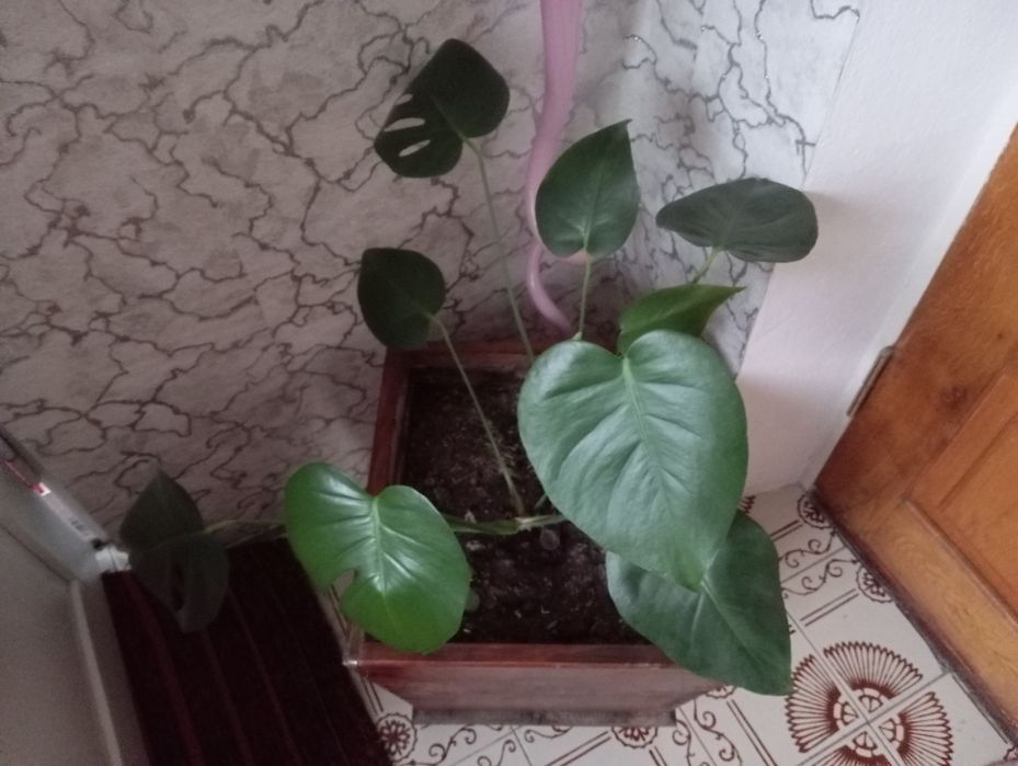 Вазон монстера .