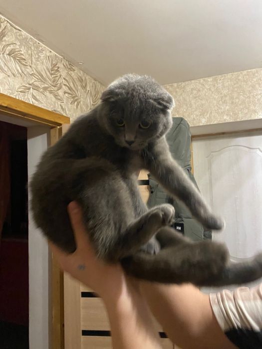 Вислоухий кіт пол дівчинка