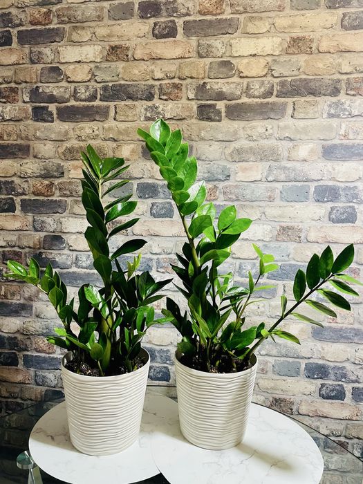 80 см від грунту. Заміокулькас без пересадки! Замиокулькас