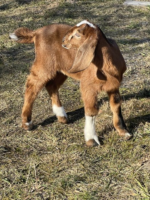 Козенята. Англо-нубійські кізки