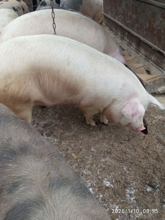 Продам свиней живою вагою