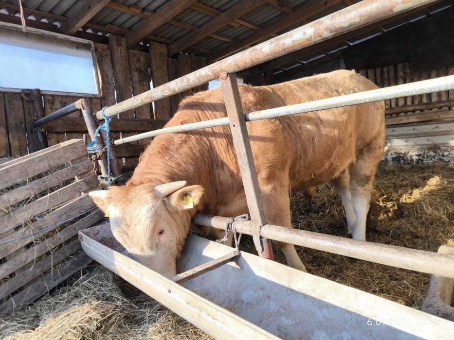 Byki rasy Blonde d'Aquitaine