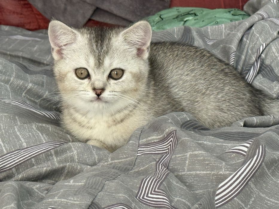 Продам котенка скоттиш страйт