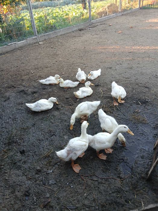 Vendo patos criados no campo