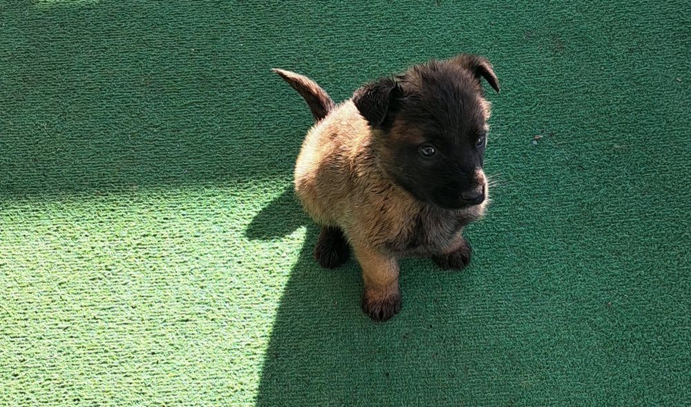 Owczarek belgijski Malinois - suczka