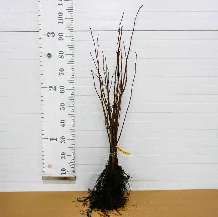 Sadzonki Leśne z Gruntu - zalesienia, zadrzewienia ARiMR