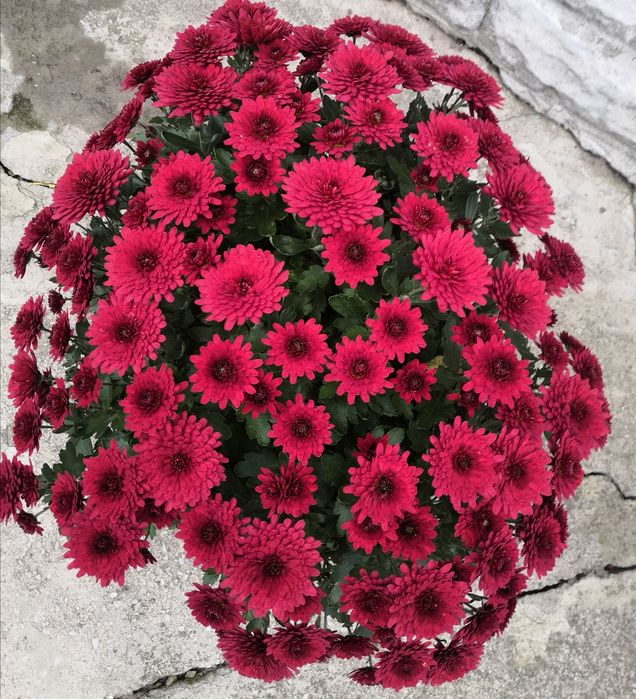 Мультифлора хризантема, маточники