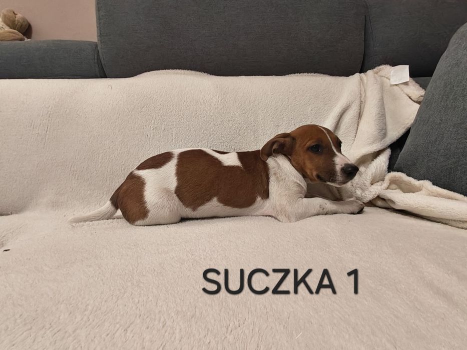 Suszka Jack Russell Terrier