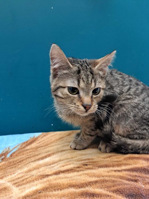 Kruszynka, młodziutka kotka do adopcji