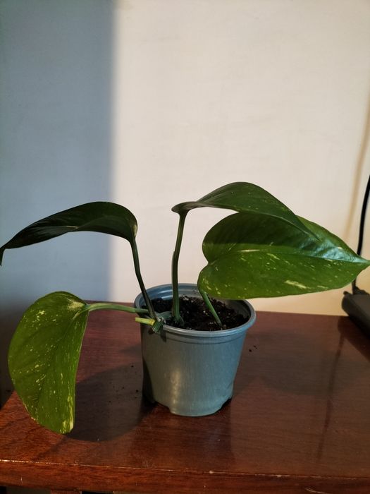 Сциндапцус золотистий