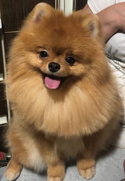 Продам черную девочку померанского шпица! Лучший щенок помета!