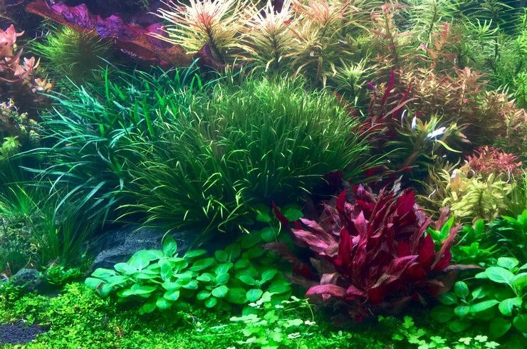 Аквариумные растения на любой вкус