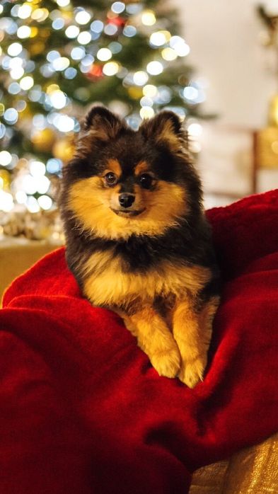 Szpic miniaturowy black tan czarny podpalany