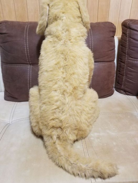 Интерактивная собака Бисквит, Biscuit