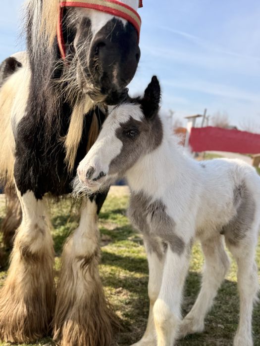Ogierek Gypsy Cob - Tinker
