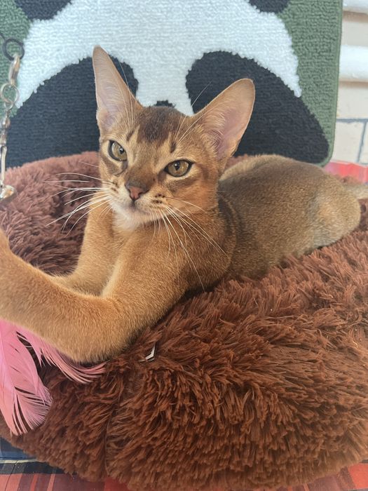 Абиссинский котик