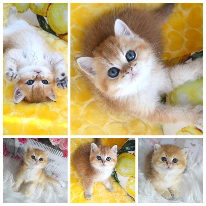 Британская золотая шиншилла котята/ британська золота шиншила