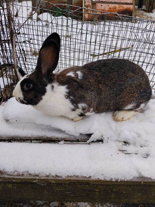 Кролі. Молоді кролиці парувального віку.