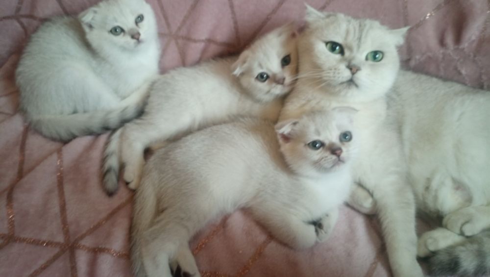 Котята серебристой шиншиллы