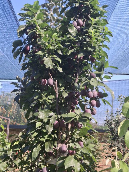 Продам саженцы, колоновидные растения