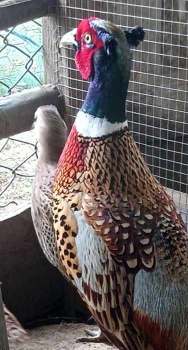 Ovos galados de faisão de coleira