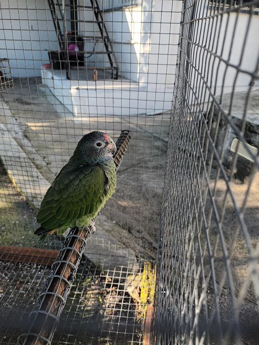 Pionus menstrus fêmea