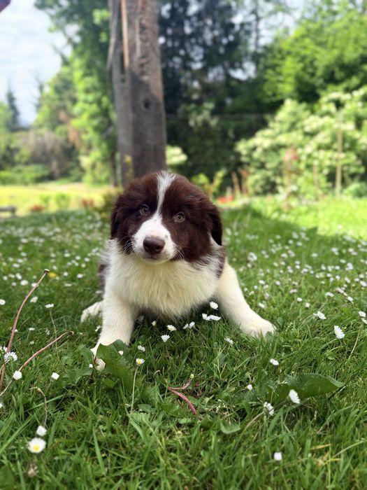 Piekny piesek border collie czekoladowy gotowy do odbioru
